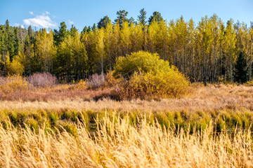 Lily Lake at Rocky Mountains, Colorado, USA.