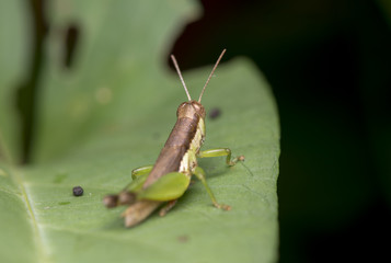 Grasshopper