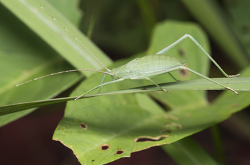 Grasshopper