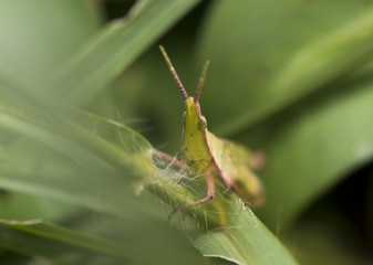Grasshopper