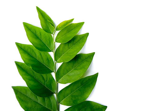 Sauropus androgynus plant.