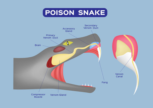poison snake infographic vector