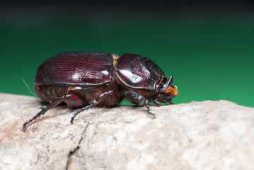 Beetles