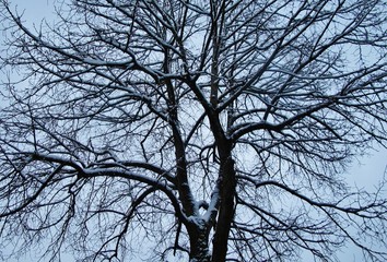 Winterliche Baumkrone