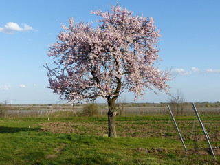 Pfälzer Mandelblüte in Deidesheim / Pfalz
