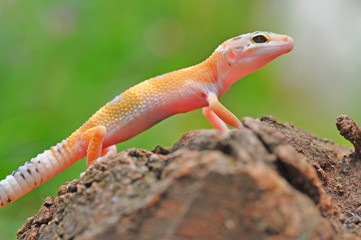 Lizard, gecko