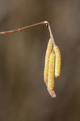 Haselstrauch-Blüte - Corylus avellana