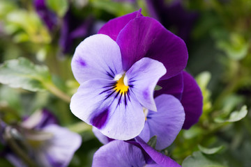 purple love in idleness