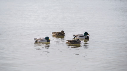four ducks in the water