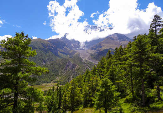 Diagonal alpine slopped trees with a high snow capped mountain