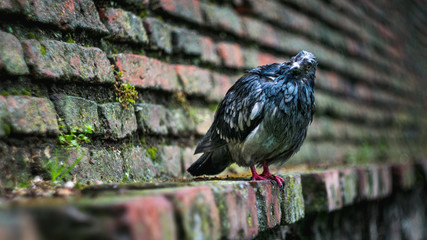 Wet pigeon sitting on a medieval wall