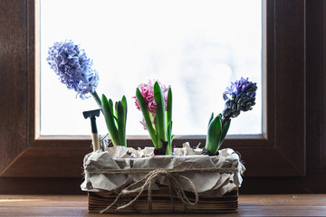 young colored hyacinths in a box