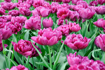 Tulip blossom. Close-up pink flowers field outdoors.