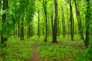 Forest trees in spring