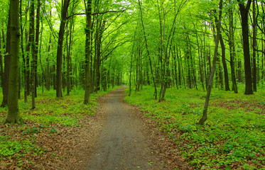 Fototapeta premium green forest in spring