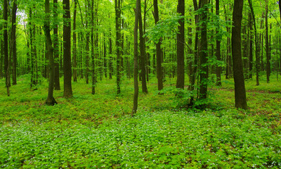 Obraz premium Forest trees in spring