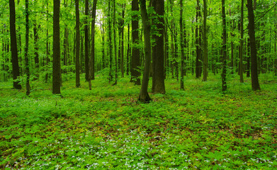 Forest trees in spring