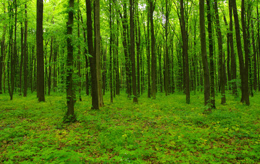 green forest in spring