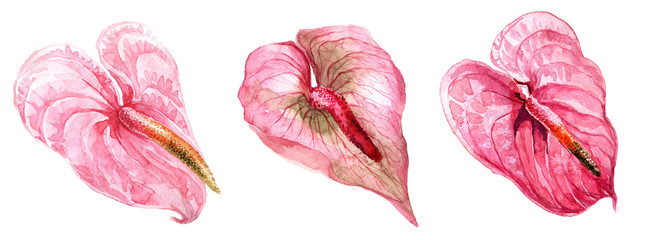 Watercolor set of floral tropical natural elements.