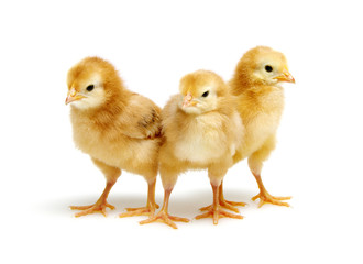  chickens isolated on white