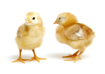  chickens isolated on white
