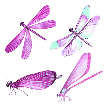 Watercolor collection of pink dragonfly illustrations