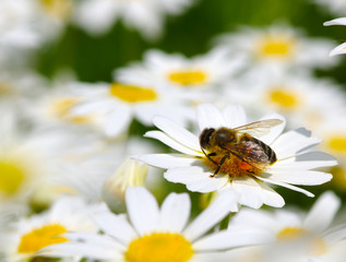 Honey bee worker on flower