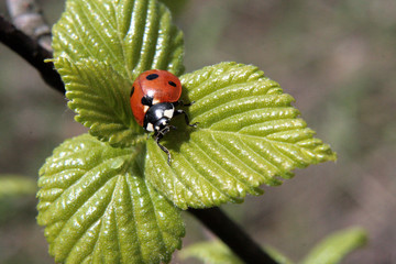 ladybird
