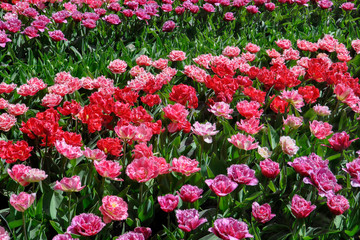 Pink and red terry tulips in a spring garden. View from above.