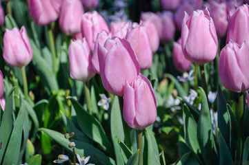Tulip blossom. Close-up pink flowers field outdoors.