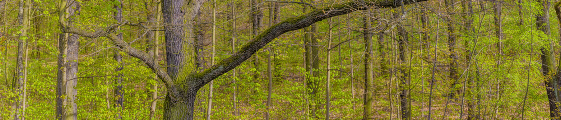 Obraz premium Laubwald, Ausschnitt, Frühling, Panorama