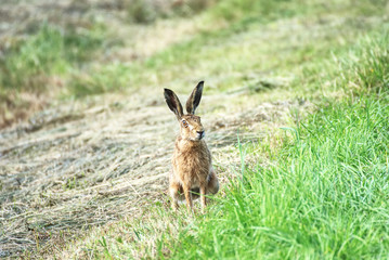 Friendly rabbit free on a field in summer 