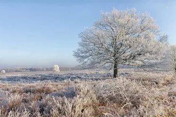 Fototapete Winter auf der Ginkelheide. © rijkkaa