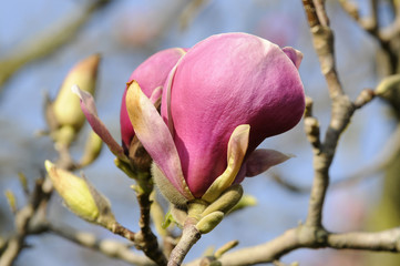 Tulpen Magnolie, Magnolien (Magnolia), Blüte, Baden Württemberg, Deutschland, Europa