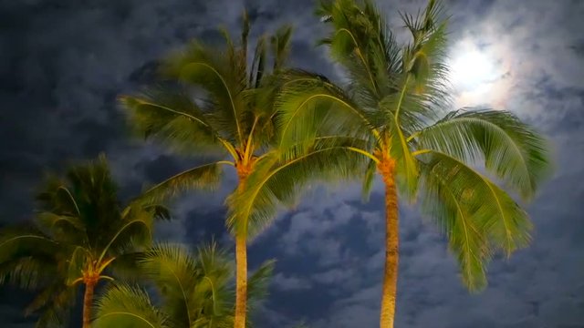 A golden green coconut palm trees swinging branches in the wind under the cloudy night sky and the bright moon. Exotic plans against a tropical sky background. Typical Thai landscape in the evening.