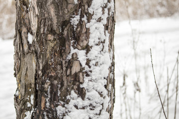 Obraz premium Winter forest. Pine forest in winter In the snow
