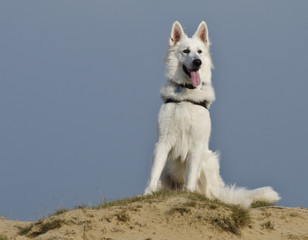 Swiss White Shepard