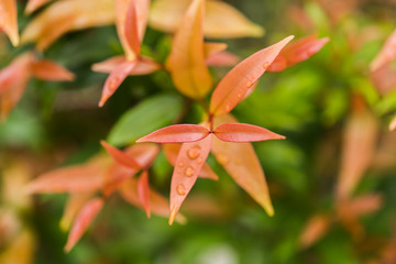 Obraz premium Close up young leaves of Australian Rose
