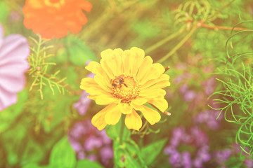 Yellow garden flowers of Lauterbrunnen valley Bern canton Switzerland summer