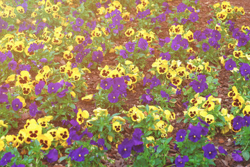 Yellow and blue pansies in big flowerbed spring