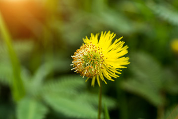 yellow flower of water sensitive plant