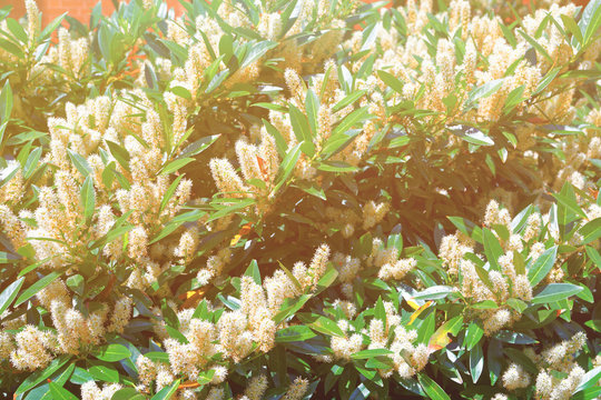 White itea called Little Henry or Sweetspire spring