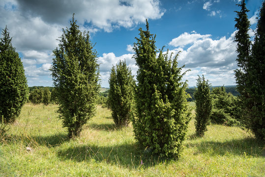 Landschaft mit Wacholder B&auml;umen