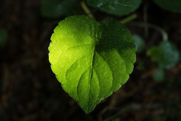 leuchtendes grünes Blatt vor schwarzem Hintergrund