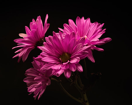 Pink Daisies on Parade 0308