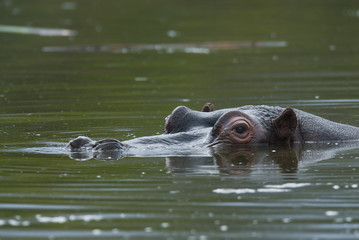 Fototapeta premium Hippopotamus , Kruger National Park