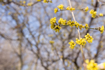 dogwood, yellow, spring, flower, blooming, garden, beautiful, white, branch, twig, tree, nature, plant, blue, cornus, sky, cherry, cornel, cornelian, blossom, background, natural, fresh, season, flora