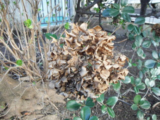 枯れた紫陽花