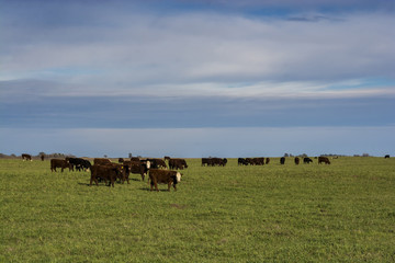 Naklejka na ściany i meble Grass feed, Cow, La Pampa, Argentina