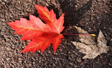 Close up of a beautiful red Maple leaf
